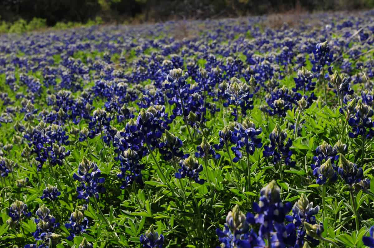 BIlde av Texas statsblomst, bluebonnets.